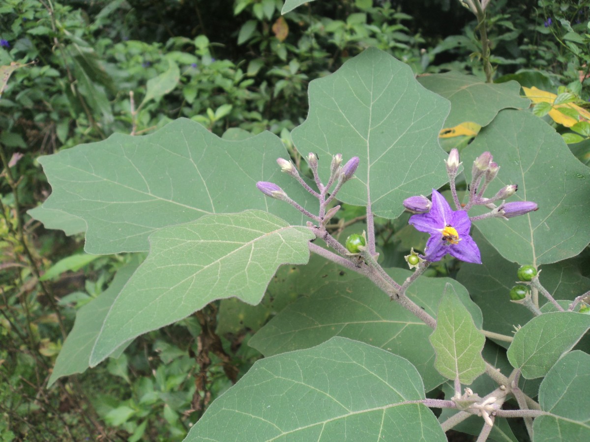 Solanum violaceum Ortega